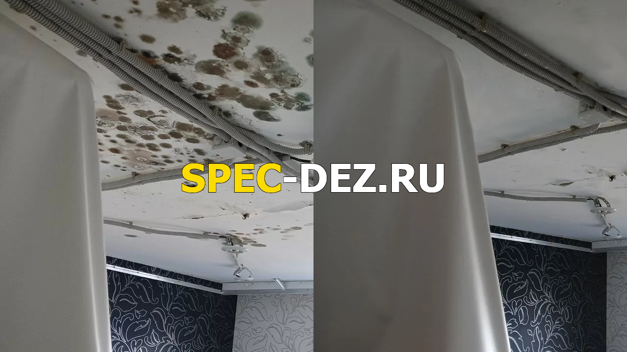 Обработка домов от плесени